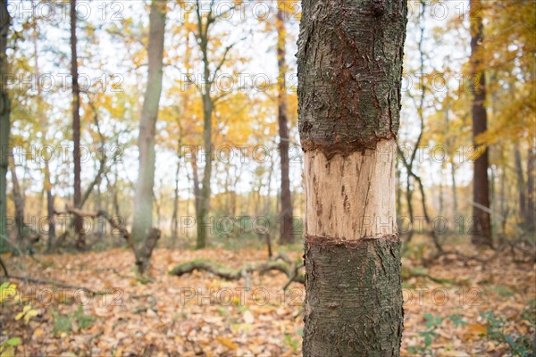 Ringing in the Eifel National Park