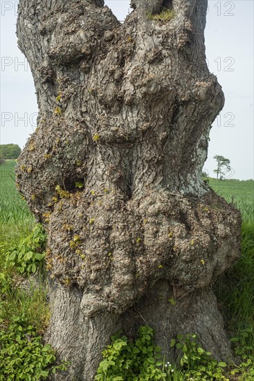 Old gnarled elm tree in Charlottenlund avenue