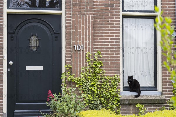 Black cat sitting on window sill