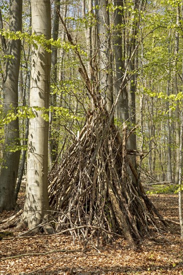 Tipi in the forest