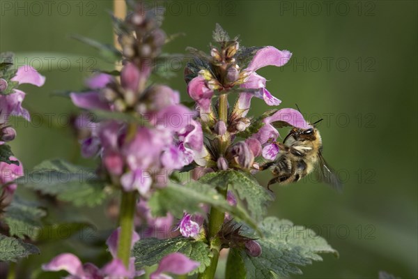 Shrill carder bee