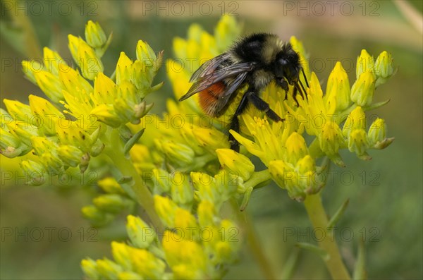 Red-tailed bumblebee