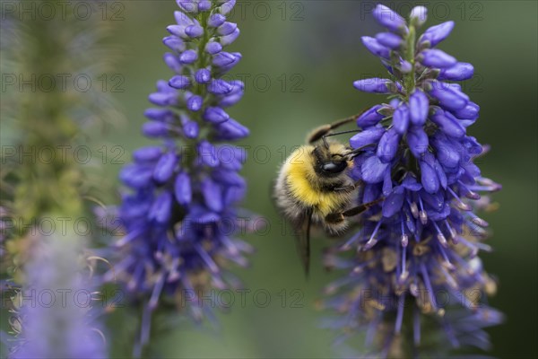 Early bumblebee