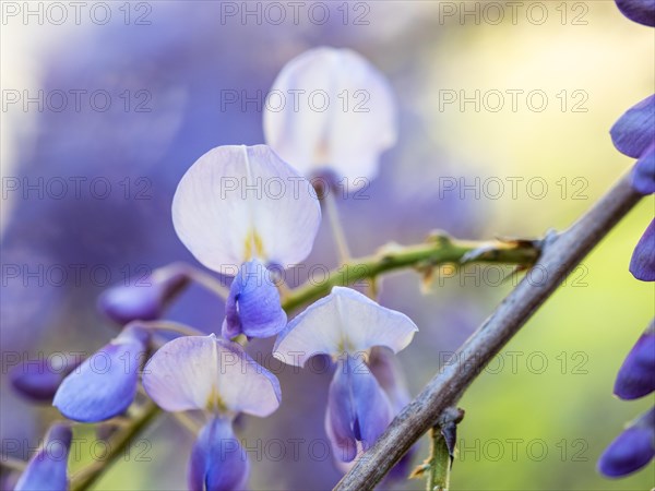 Flowering wisterias