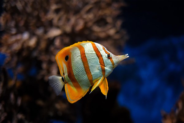 Copperband butterflyfish