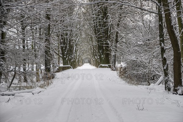 Snow-covered avenue in the Moenchbruch nature reserve