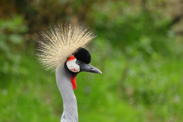 Black crowned crane