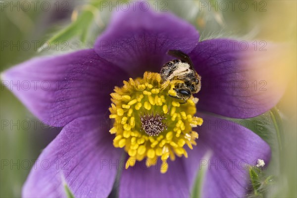 Sweat bee