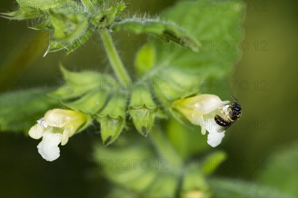 Sweat bee