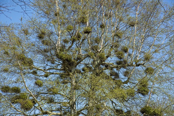 Tree overgrown with mistletoes