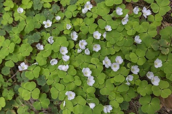 Flowering wood sorrel