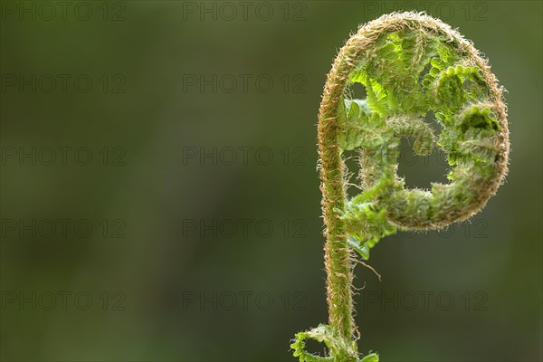 Unfolding ostrich fern