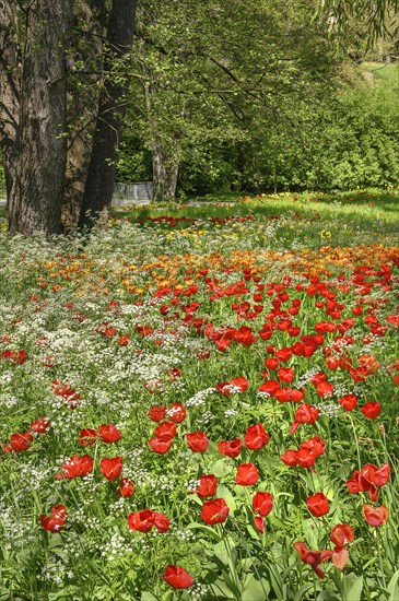 A sea of flowers and tulips