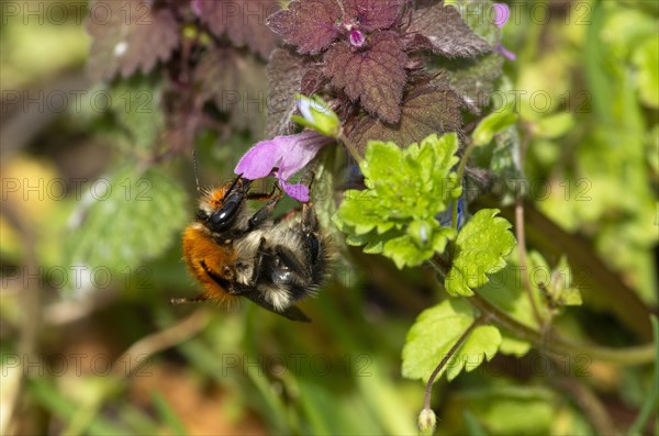 Common carder-bee