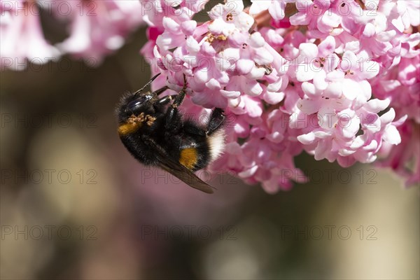 Large earth bumblebee