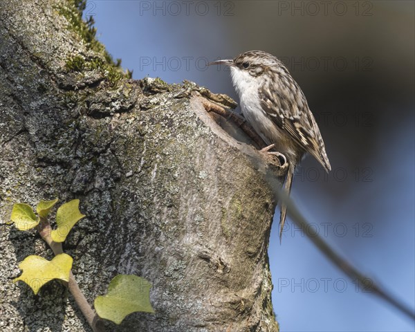 Short-toed treecreeper