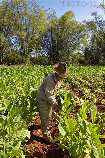 Tobacco farmer with hat picking tobacco leaves in field