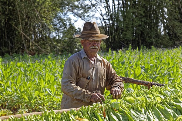 Tobacco farmer hangs tobacco leaves on wooden rack to dry