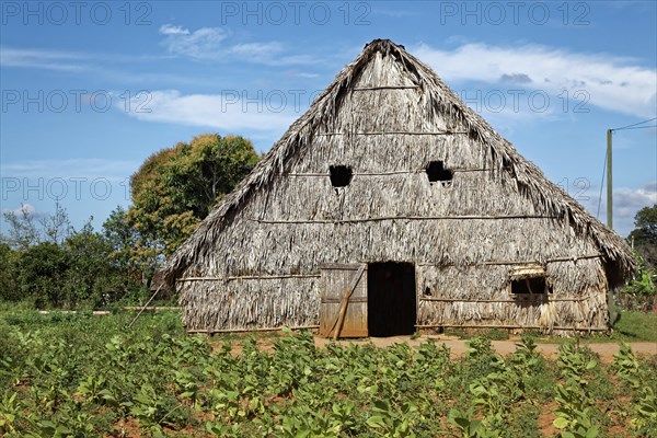 Tobacco plantation with barn for drying tobacco leaves