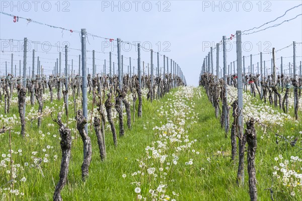 Vineyard in spring