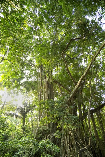 Lush vegetation inside Ubud sacred monkey forest