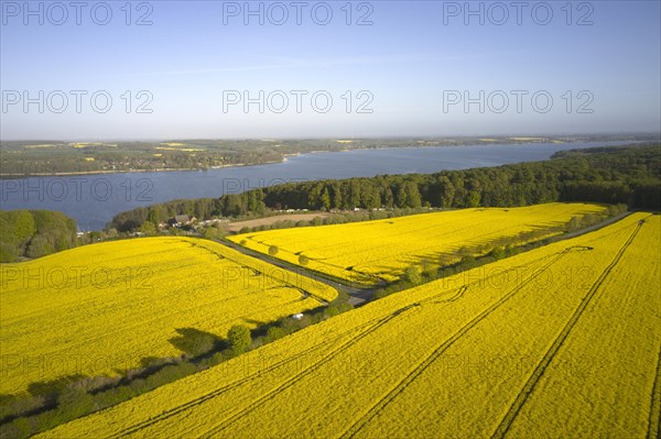 Rape in full bloom on large fields near Lake Ratzeburg