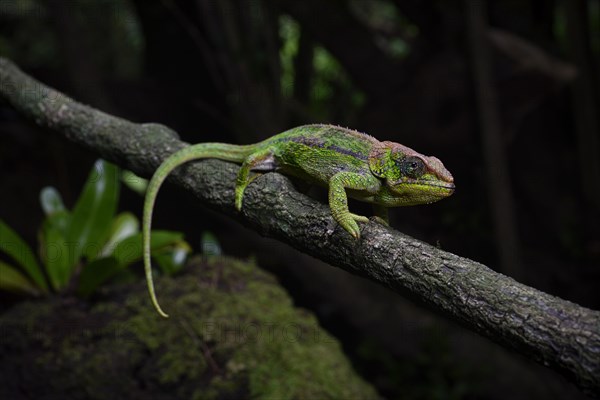 Elephant-eared chameleon female of the amber chamaeleon