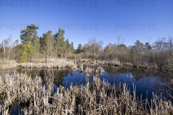 Schwenninger moss nature reserve