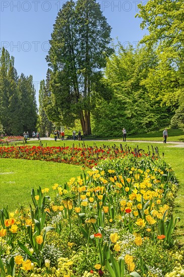 Yellow and red tulips