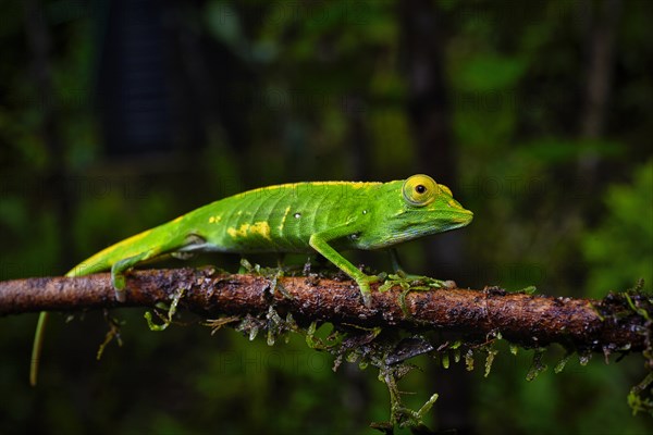 A male chameleon