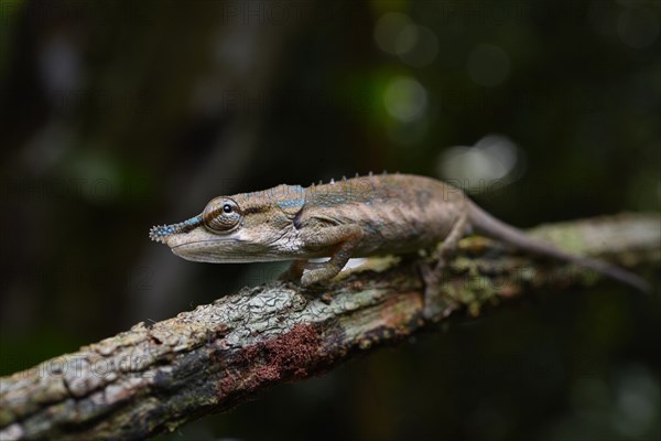 A male chameleon