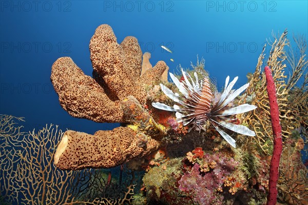 Neobiota Indian lionfish