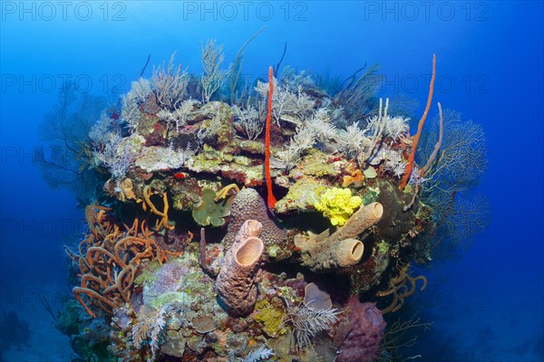 Typical Caribbean coral