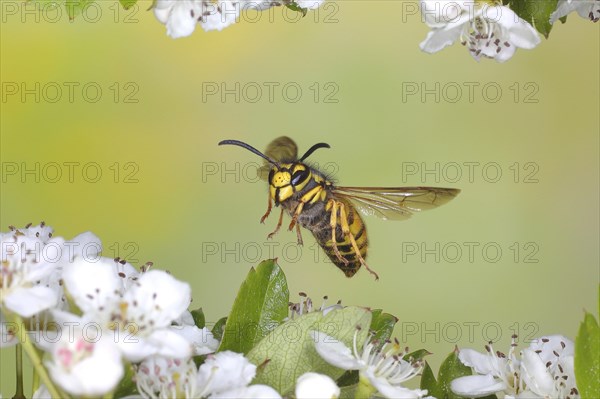 German wasp