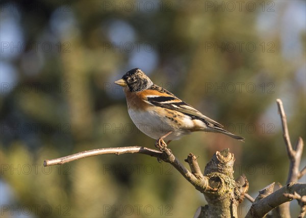 Brambling