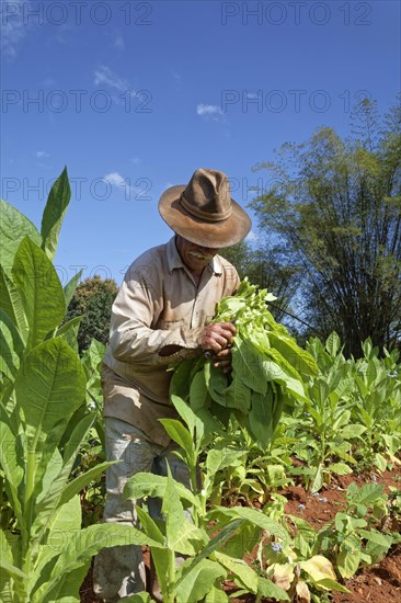 Tobacco farmer with hat picking tobacco leaves in field