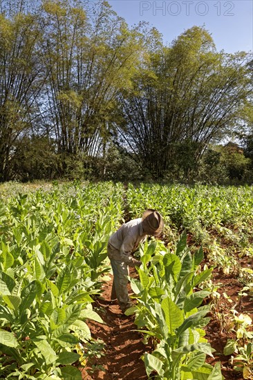 Tobacco farmer with hat picking tobacco leaves in field