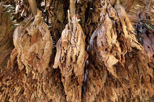 Tobacco leaves hanging to dry on wooden rack in barn