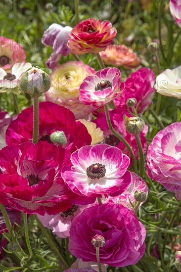 Colorful Ranunculus flowers in Carlsbad