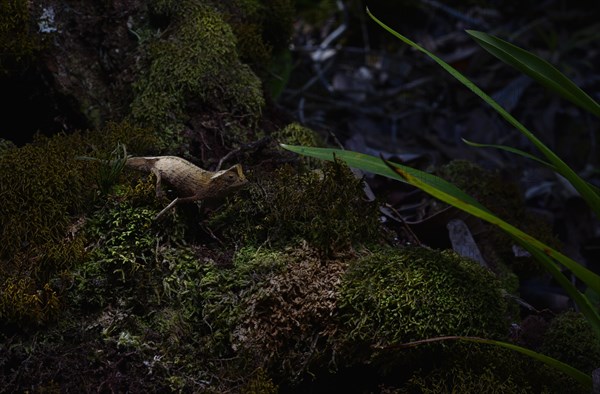 Marojejy leaf chameleon