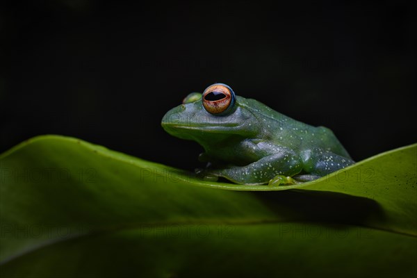 Tree climbing frog of the genus