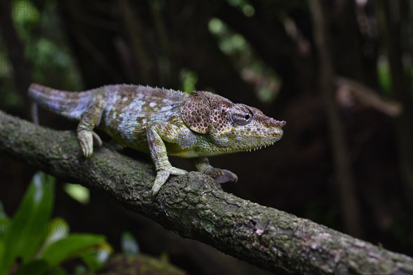 Elephant-eared chameleon male of the species