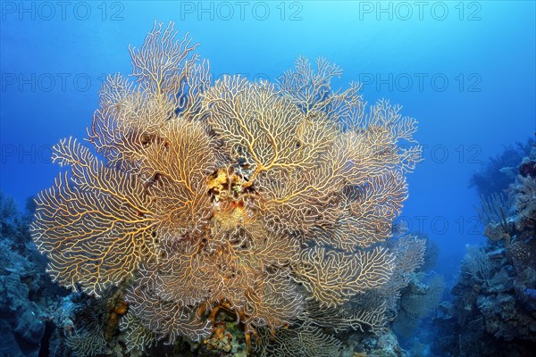 Coral block with deep sea gorgonian