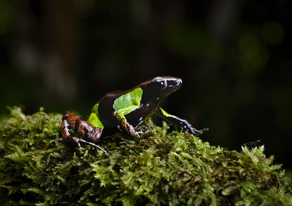 Variegated frogs of the genus