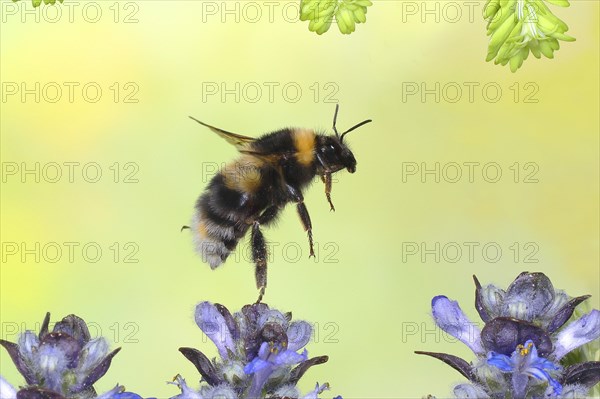 Garden bumblebee