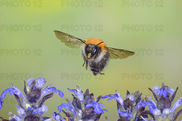 Common carder-bee