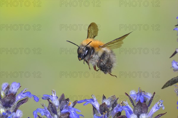 Common carder-bee