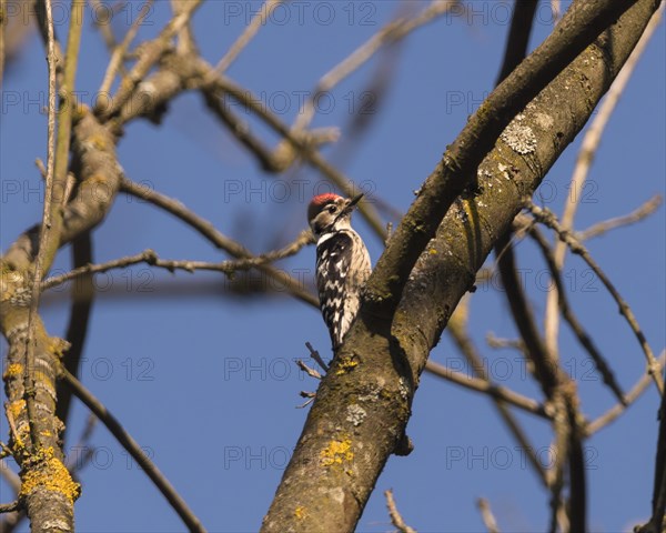 Lesser spotted woodpecker