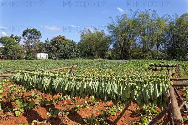 Tobacco platage with tobacco leaves hung up to dry