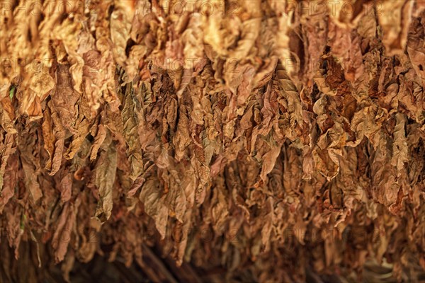 Tobacco leaves hanging to dry on wooden rack in barn